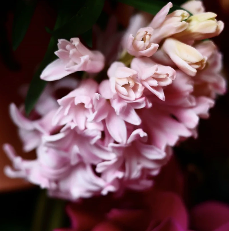 Beautiful bloom achieved with Garden Stack